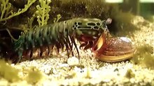 Mantis Shrimp Destroys Clam