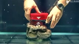 Octopus Escapes Jar