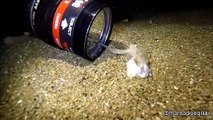 Un bébé poulpe découvre un appareil photo... Trop mignon