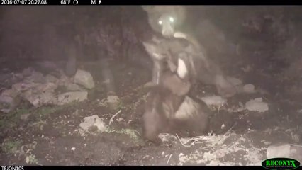 Les images incroyables d'un ours qui capture un marcassin