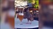Cet oiseau adore la bière... Alcoolique