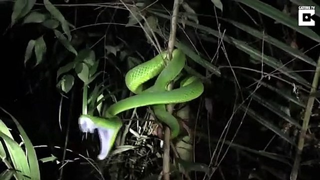 Images magnifiques d'une vipère qui tente de mordre un photographe