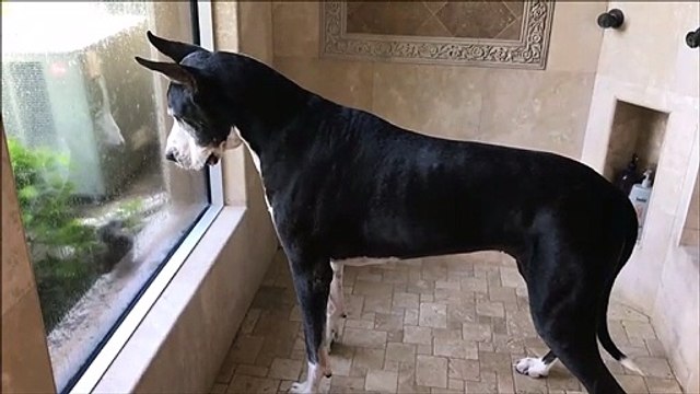 Cet écureuil s'amuse à narguer un chien à travers une vitre...
