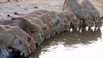 Images magnifiques de dizaines de lions en train de boire