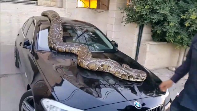 Il s'amuse avec son énorme python en pleine rue... Animal impressionnant