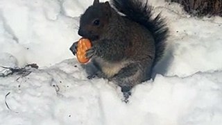 écureuil montreal