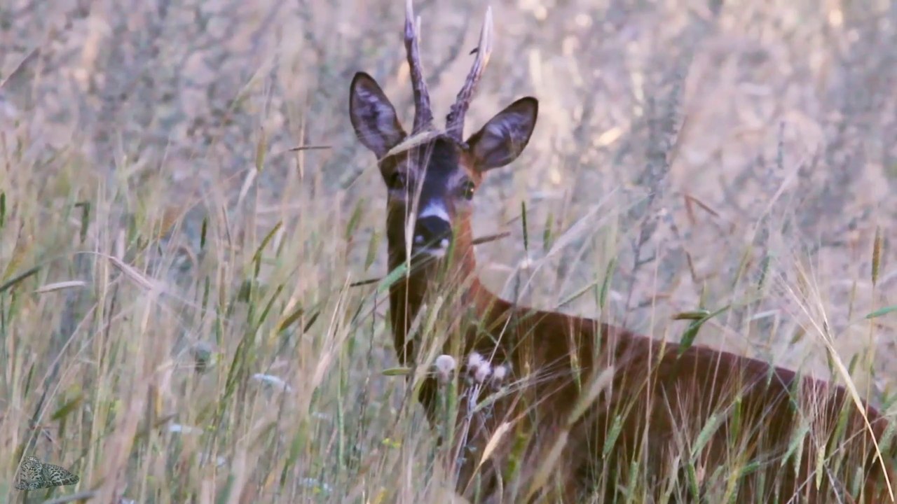 Brocard et cabris #2