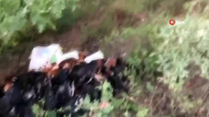 Bursa'da arazide yüzlerce ölü tavuk bulundu