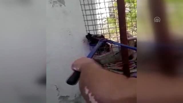 Kafası demir tele sıkışan kedi kurtarıldı - MUĞLA