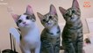 Vídeos divertidos de gatos y perros-Vidéos drôles de chats et de chiens