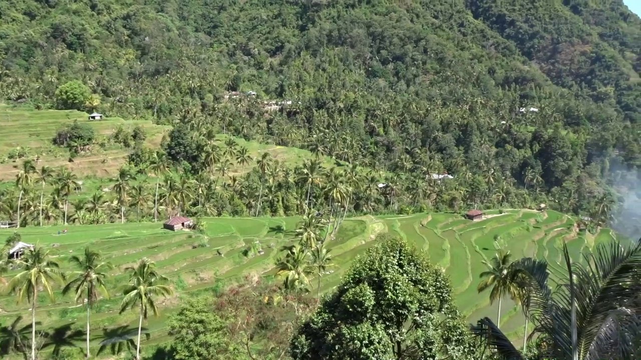 Fiji rice terraces à Lemukih à Bali
