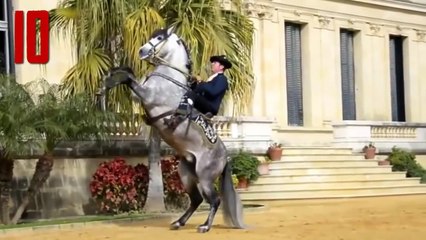 10 Most Beautiful Horse Breeds In The World (1)