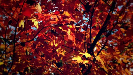 My heart sings of Messiah