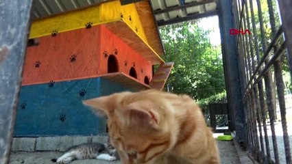 Avcılar'daki 3 katlı kedi evleri kaldırılıyor