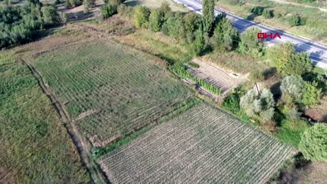 Zonguldak sıfır kalorili şeker elde edilebilen 'stevia' bitkisi yeni gelir kapısı
