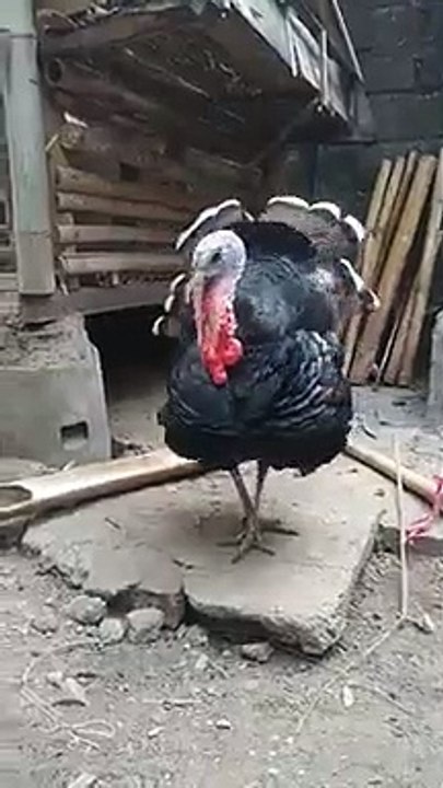 turkey is angry