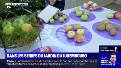 Dans les serres du jardin du Luxembourg
