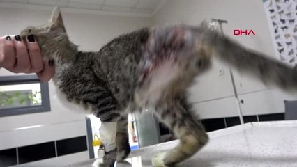 Aydın otomobil çarpan sokak kedisi gümüş'ün bir bacağı kesildi