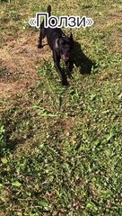 Трюки Кане Корсо