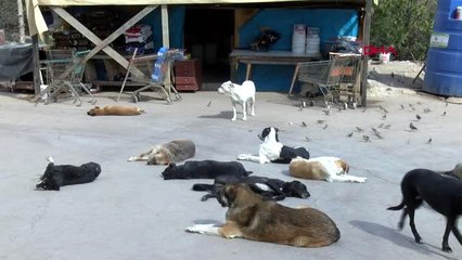 Ankara bakımını yaptığı köpekleri, sözleşme ile sahiplendiriyor