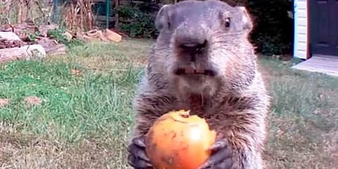 La "marmota ladrona" se harta de hortalizas de un huerto y la convierten en una celebridad
