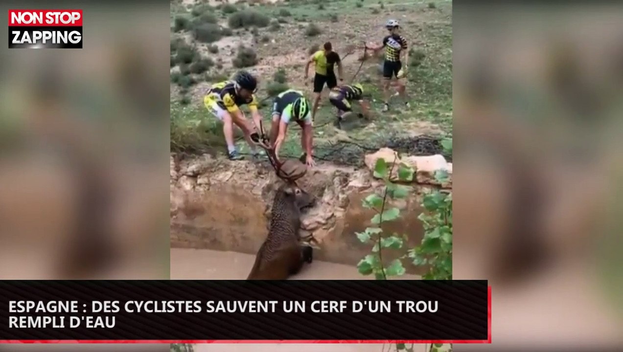 Espagne : Des cyclistes sauvent un cerf d’un trou rempli d’eau (Vidéo)