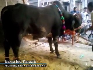 Most Beautiful Cow Qurbani 2019 | Most Beautiful Bull Qurbani 2019