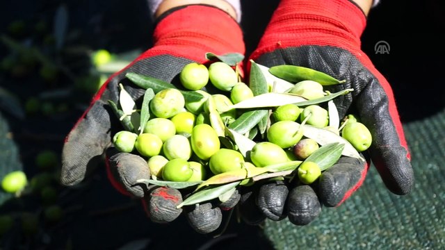 Edremit Körfezi'nde zeytin hasadı erken başladı - BALIKESİR
