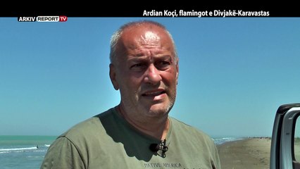 REPORT TV, VERI JUG - ARDIAN KOÇI, FLAMINGOT E DIVJAKË KARAVASTAS