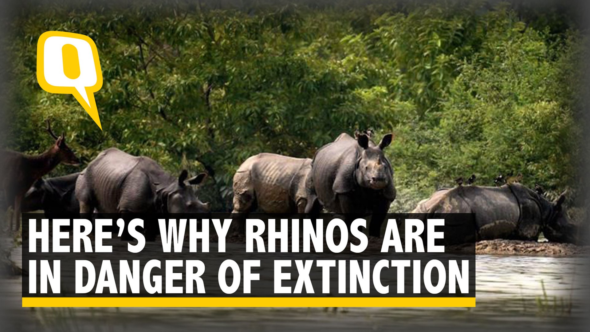 3 Rhino Species ‘Critically Endangered’: Here’s Why We Must Act