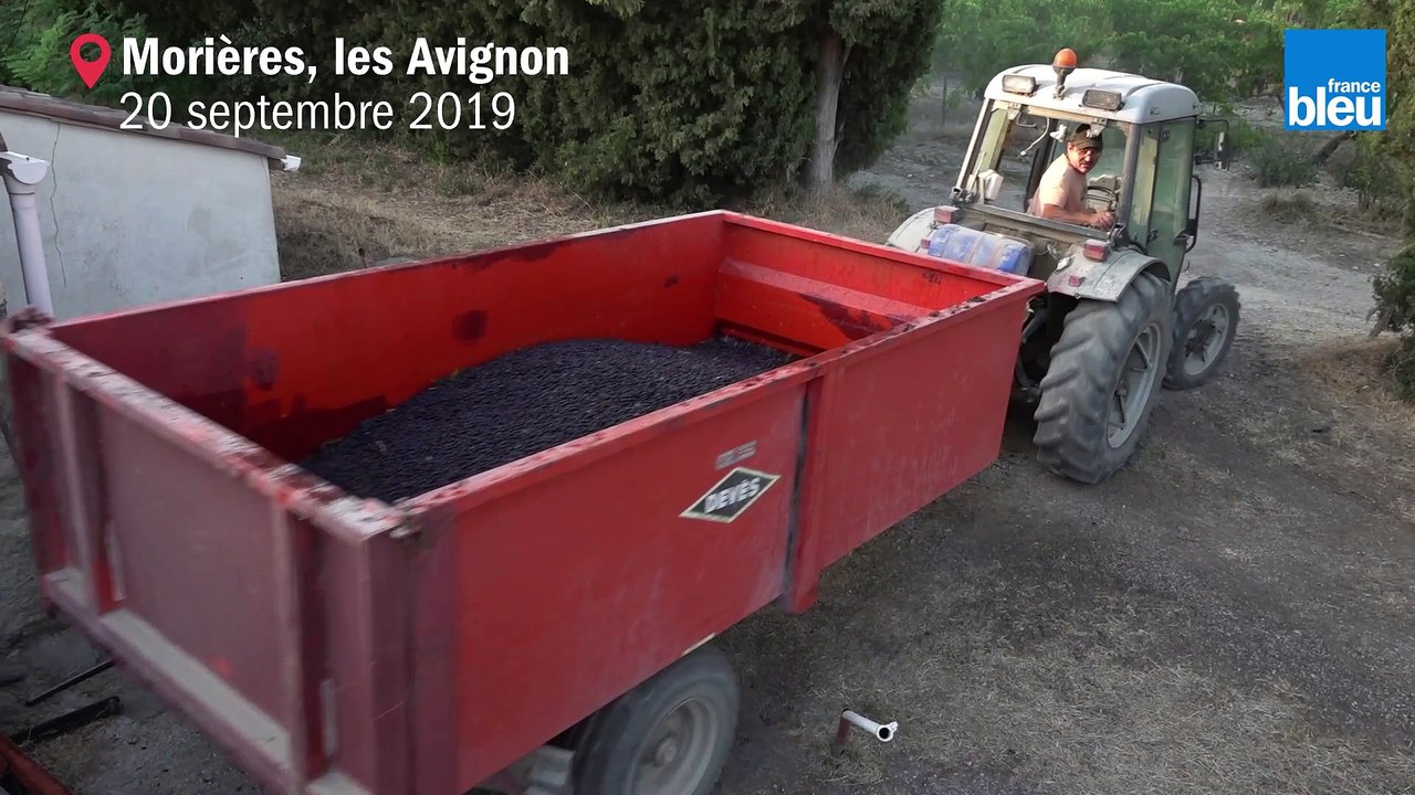 Vendanges à Morieres-les-Avignon