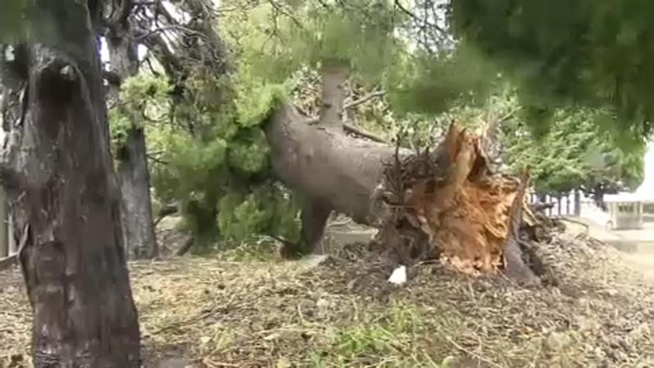 Japánban rombol a Tapa