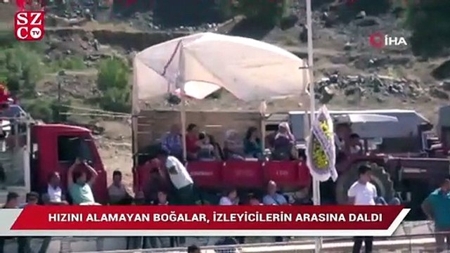 Hızını alamayan boğalar, güreşleri izleyen vatandaşların arasına daldı