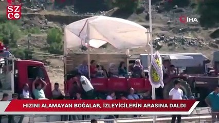 Hızını alamayan boğalar, güreşleri izleyen vatandaşların arasına daldı