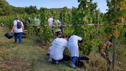 Tain-l'Hermitage : plus de 500 bénévoles pour la 25e édition des Vendanges du Cœur