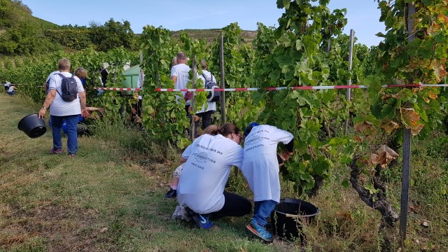 Tain-l'Hermitage : plus de 500 bénévoles pour la 25e édition des Vendanges du Cœur
