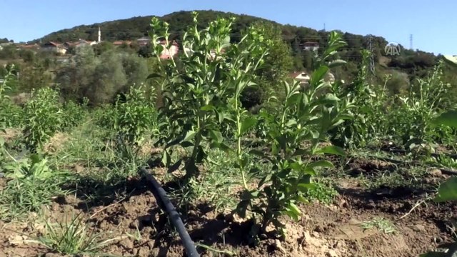 Stevia bitkisi yeni gelir kapısı olacak - ZONGULDAK