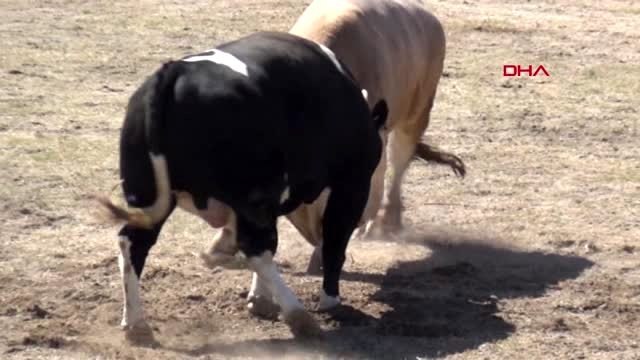 Güreş alanından kaçan iki boğa, kadın seyirciyi ezerek hastanelik etti