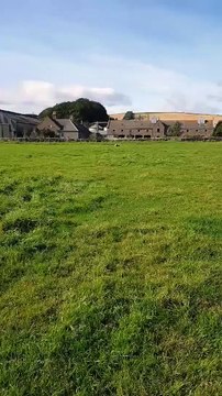 Coincé sur le dos ce mouton a besoin d'aide pour se retourner sur ses pattes