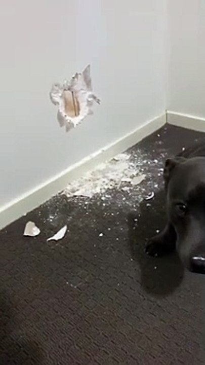 Coupable ? Ce chien a fait un trou dans le mur !