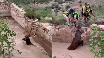 ویدئو؛ نجات گوزن در بند توسط دوچرخه‌سواران