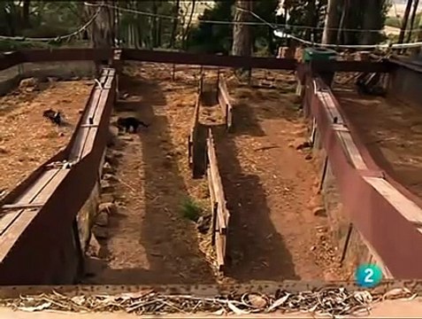 los-demonios-de-tasmania-documental.