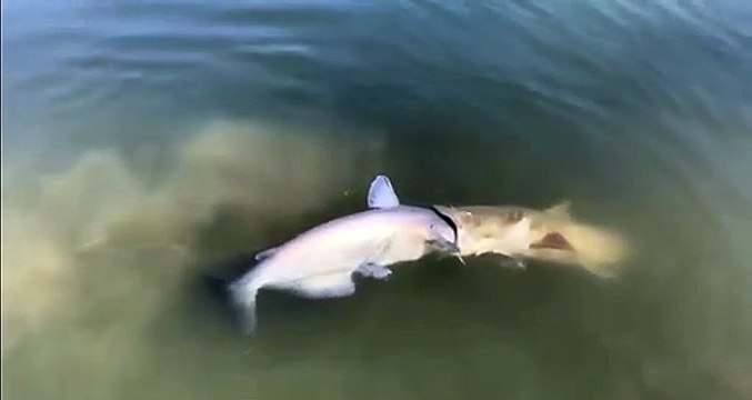 Un poisson chat a eu les yeux plus gros que le ventre et se retrouve dans une fâcheuse situation