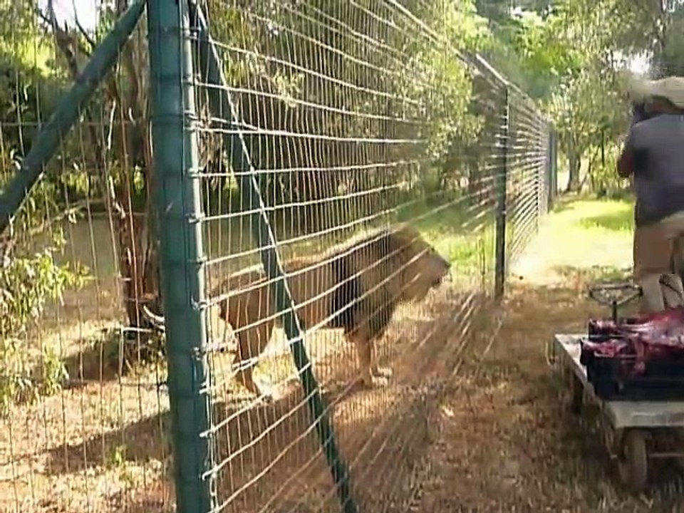 L'heure du repas pour ce lion affamé... Impressionnant