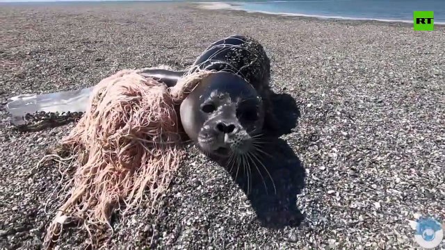 Il découvre un phoque piégé dans un filet de peche