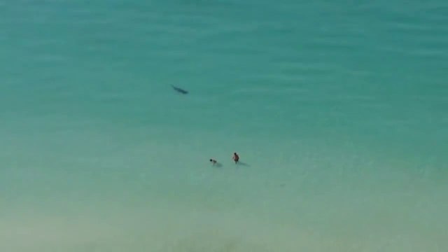 2 touriste à Cuba ne se rendent pas compte qu'un requin chasse tout près d'eux