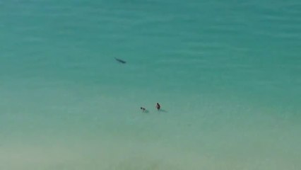 2 touriste à Cuba ne se rendent pas compte qu'un requin chasse tout près d'eux