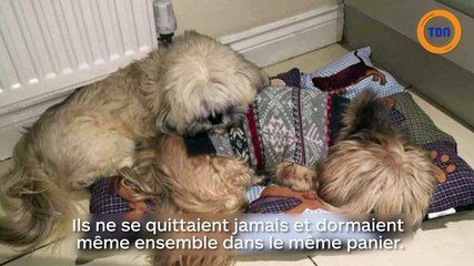 Un chien endeuillé laisse toujours une place dans son panier pour que son ami revienne