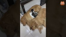 Videos divertidos de mascotas-Vidéos drôles d'animaux