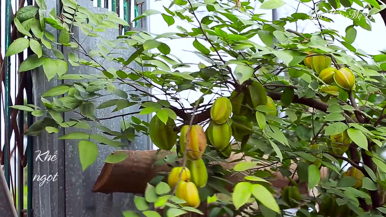 Elaeagnus Latifolia Chilli Salt